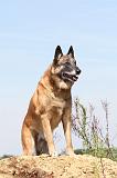 MALINOIS 355